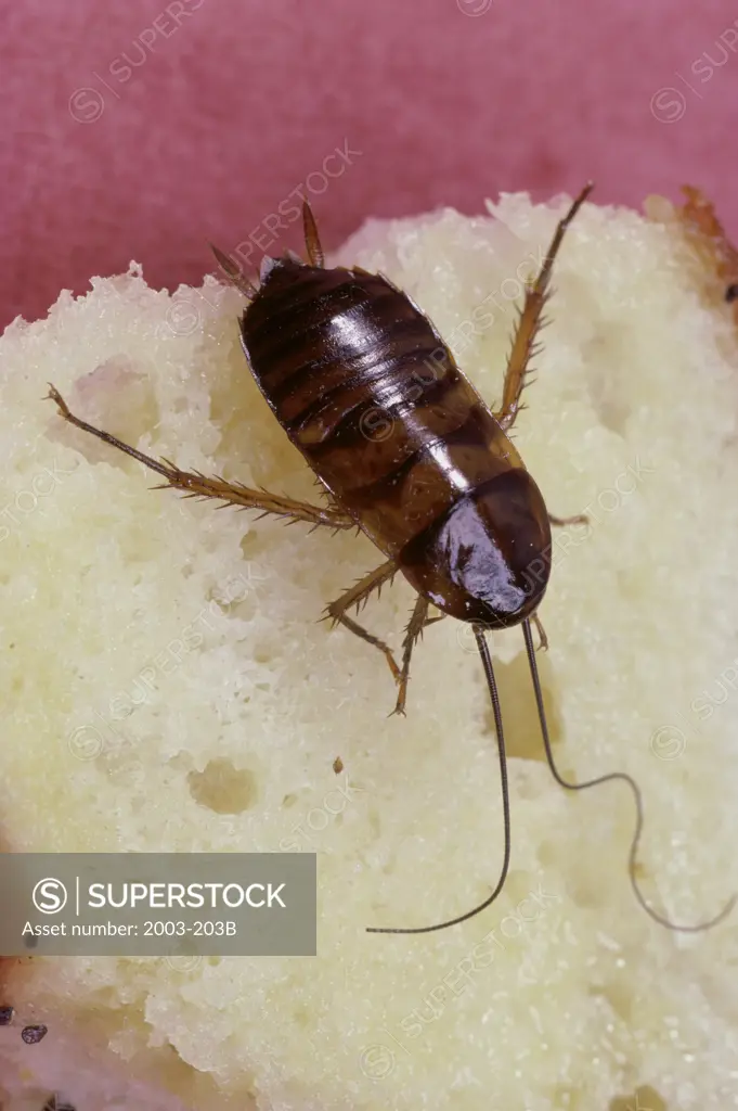 Oriental Cockroach Blatta Orientalis