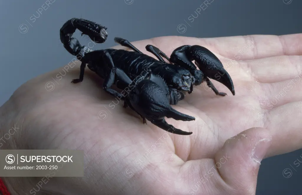 Africa, Emporer Scorpion (Pandinus imperator) on human hand