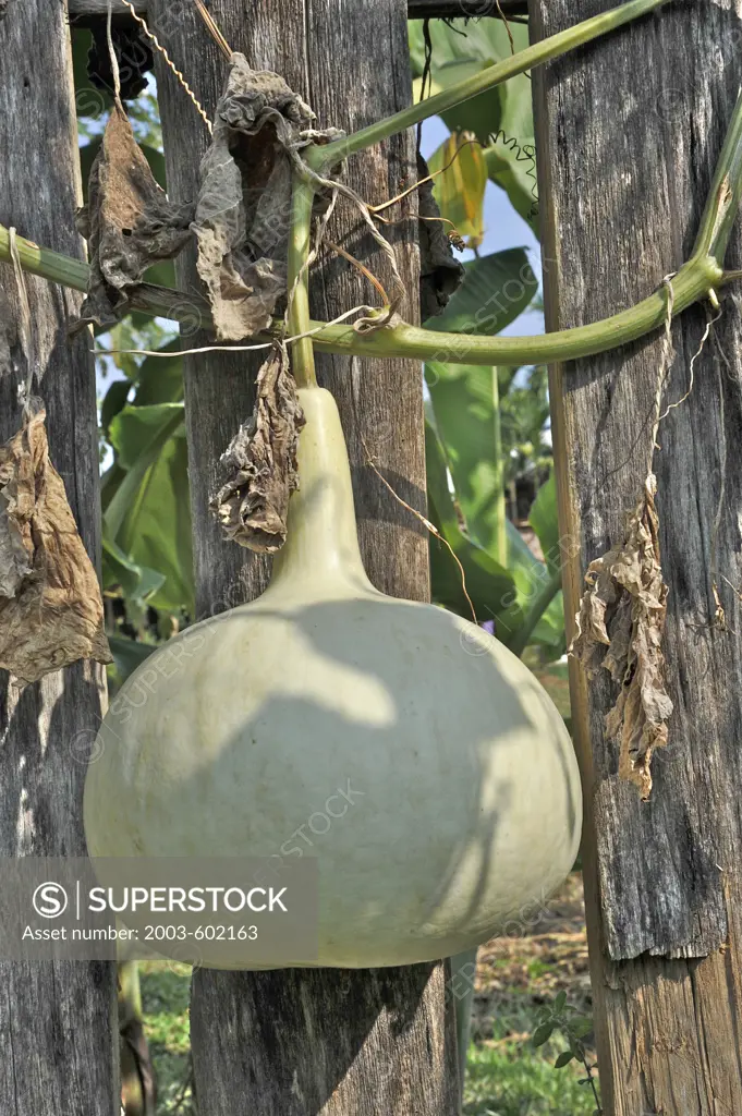 Close-up of a gourd in Royal Flora Expo exhibition, Chiang Mai, Thailand