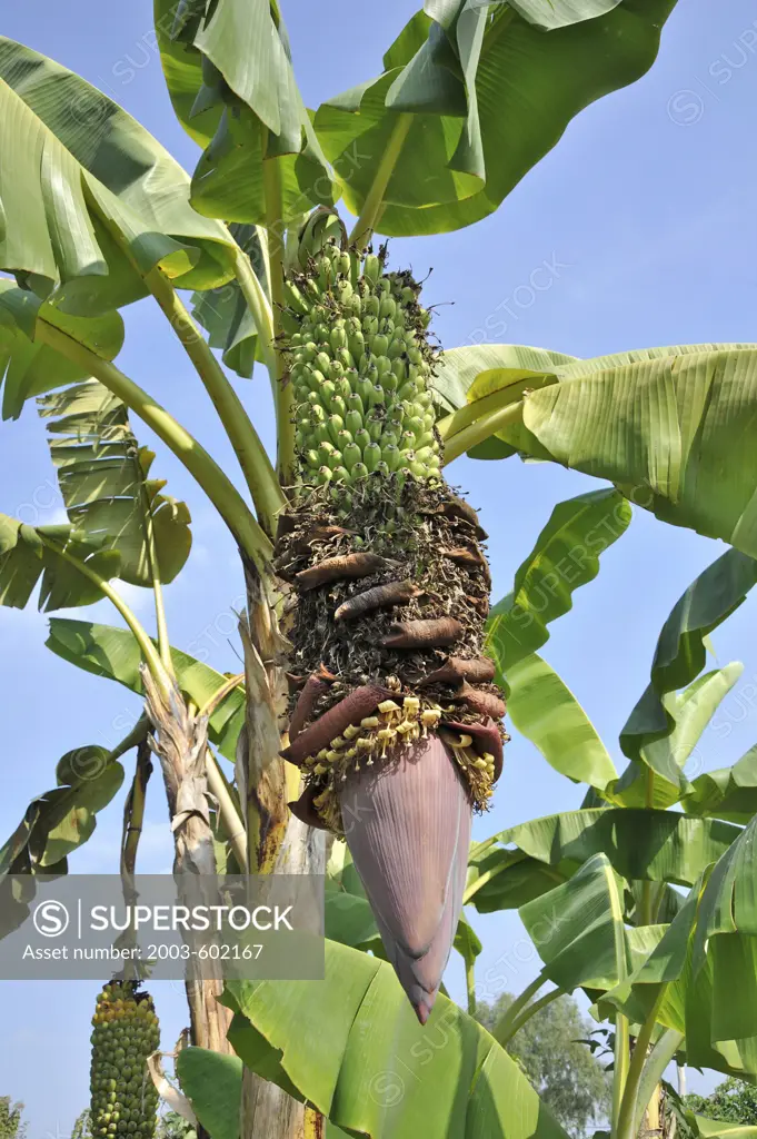 Low angle view of a banana tree, Chiang Mai, Thailand