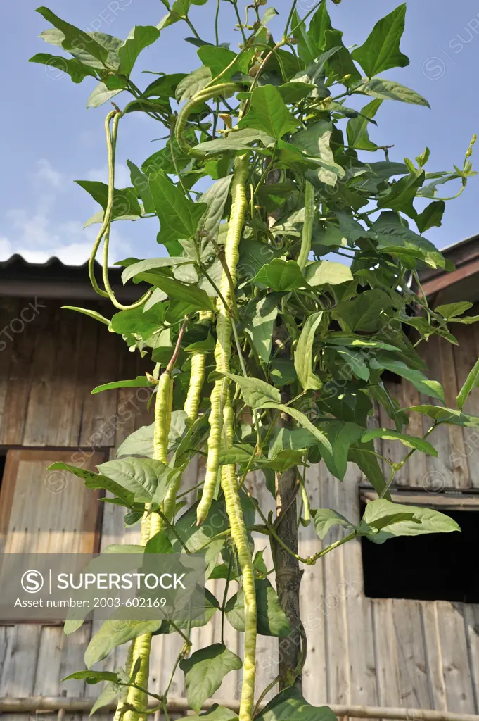 Low angle view of a bean plant, Chiang Mai, Thailand