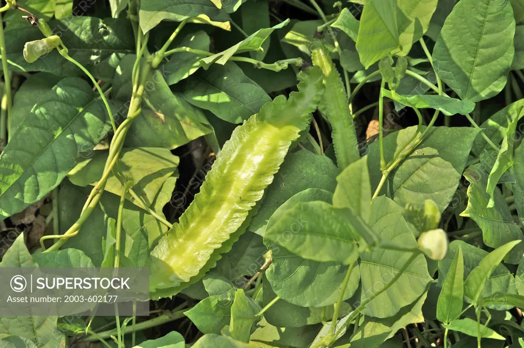 Close-up of a Winged bean (Psophocarpus tetragonolobus) plant, Chiang Mai, Thailand