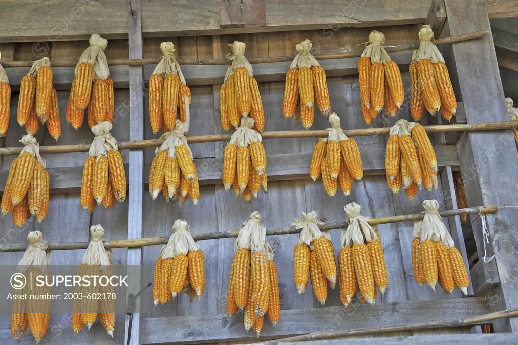 Corns hanging from a roof, Chiang Mai, Thailand
