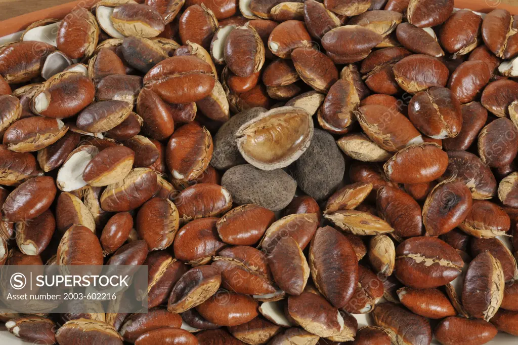 Close-up of fresh roasted seeds of krabok (Irvingia malayana)