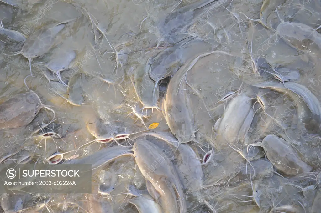 Fish in a lake, Nong Bua Lamphu, Thailand