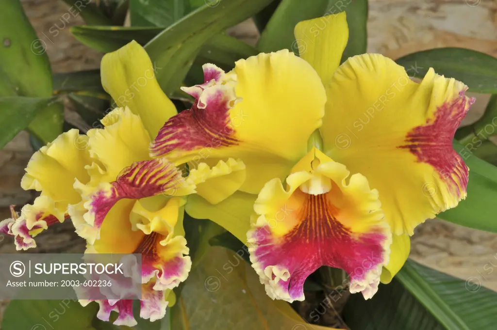 Close-up of yellow Cattleya orchids blooming