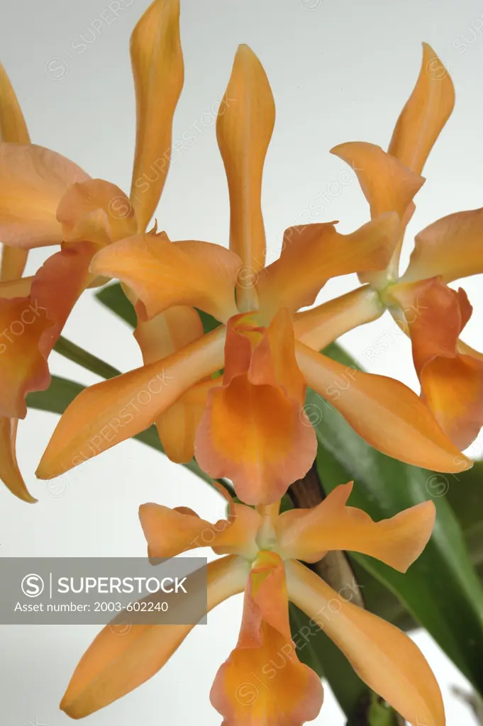 Close-up of orange Cattleya orchids blooming