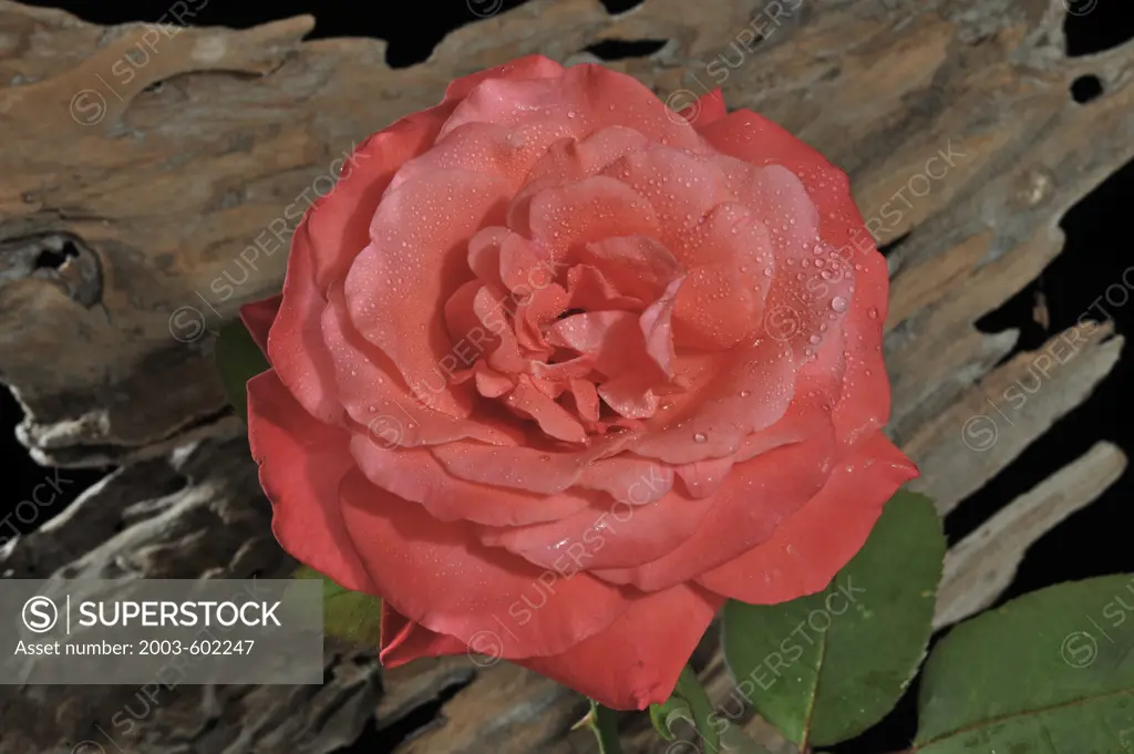 Close-up of a red rose flower