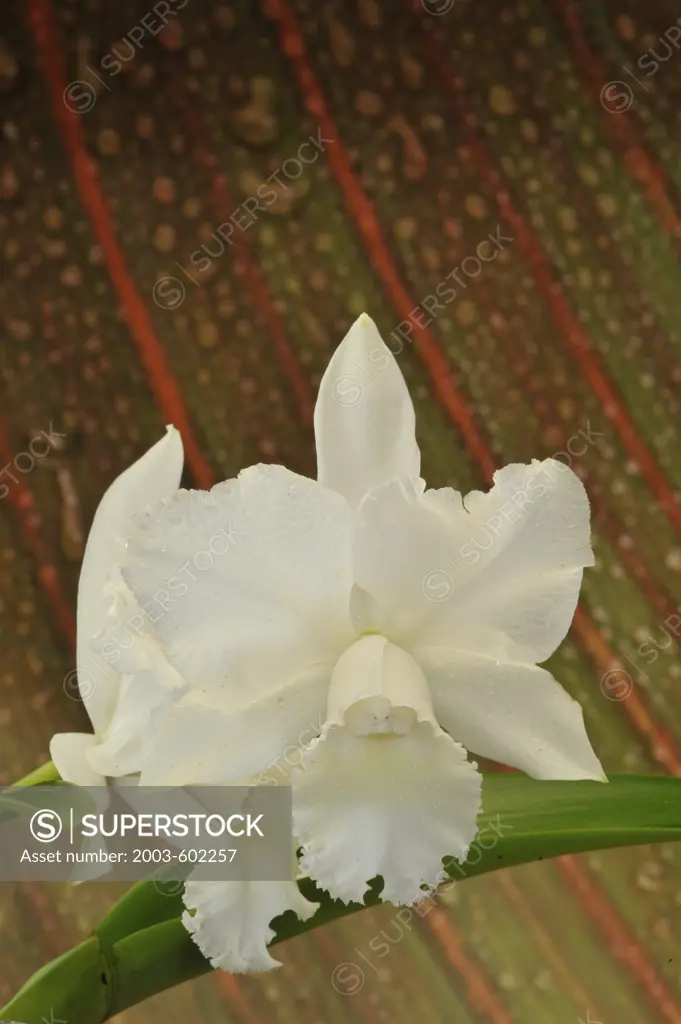 Close-up of white Cattleya orchids blooming