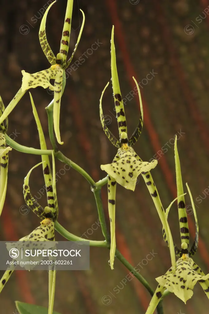 Close-up of orchid flowers