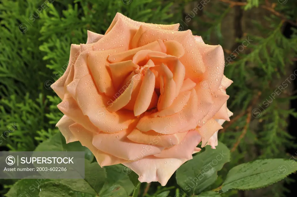 Close-up of an orange rose flower