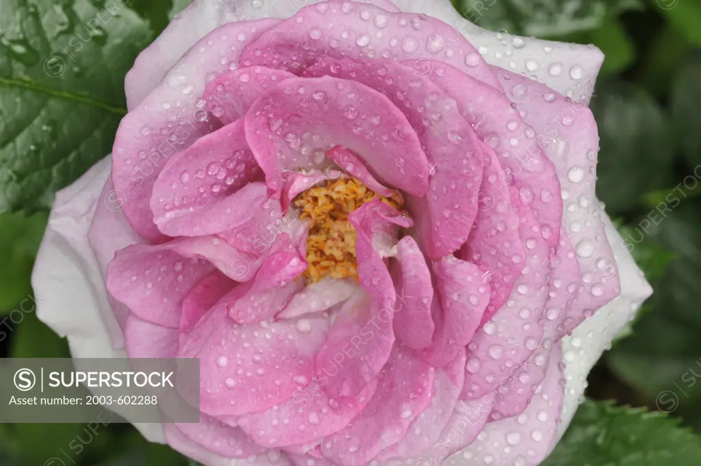 Close-up of a pink rose flower