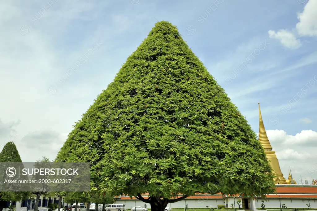 Tree in front of a temple, Wat Phra Kaeo, Grand Palace, Bangkok, Thailand
