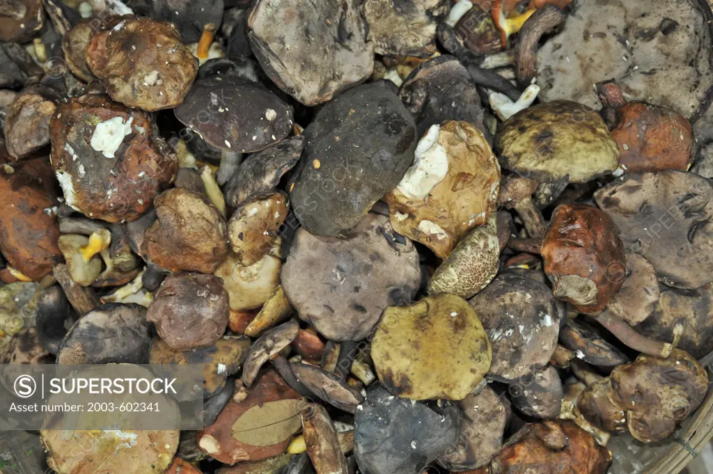 Close-up of dried mushrooms