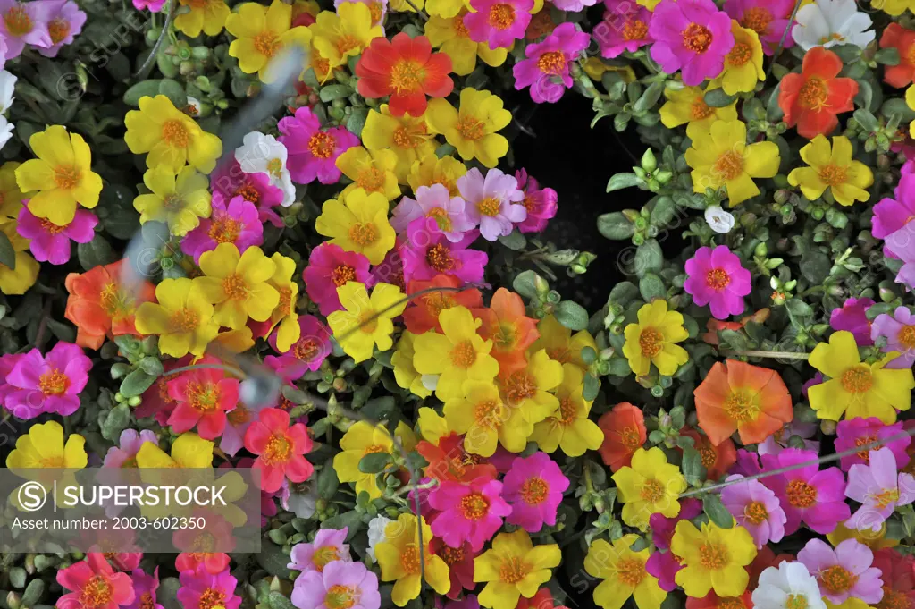 Close-up of flowers, Chatuchak Weekend Market, Bangkok, Thailand