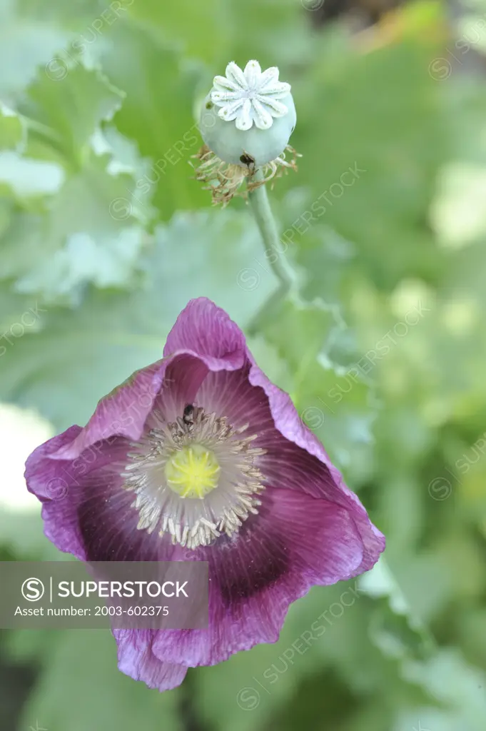 Close-up of a Oriental Poppy (Papaver orientale) flower