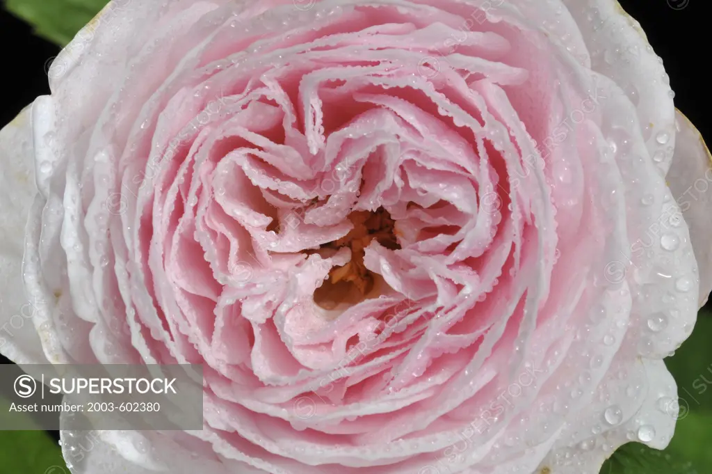 Close-up of a pink rose flower