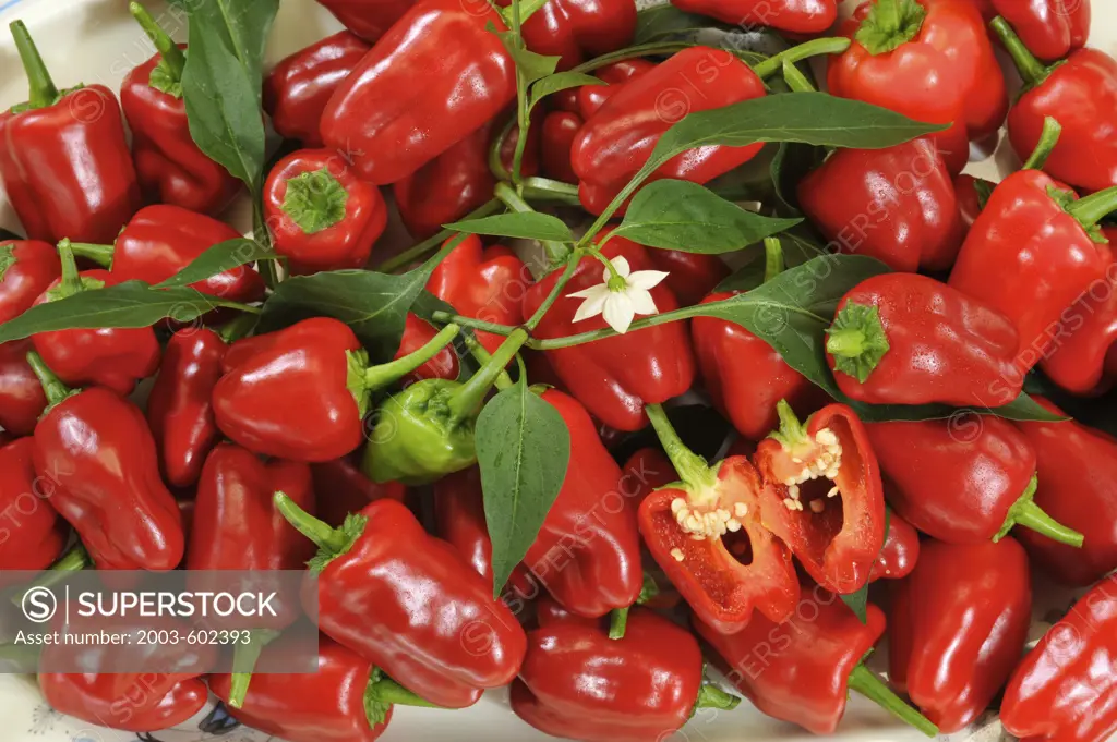 Close-up of hybrid peppers 'Cajun Belle'