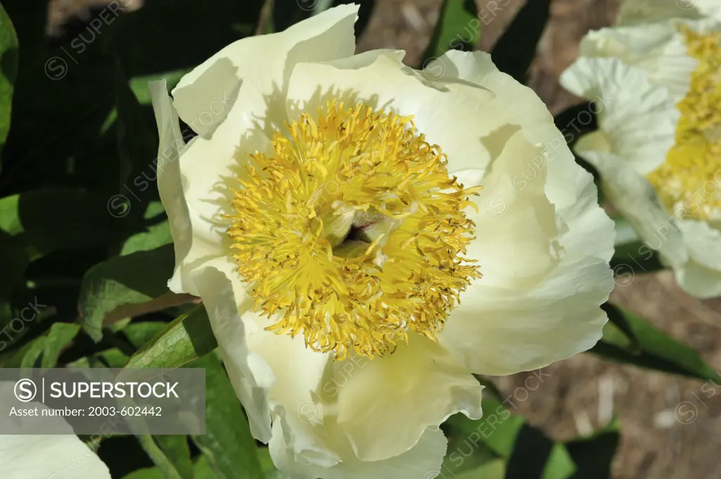 Close up of Peony (Paeonia), hybrid 'Claire de Lune'