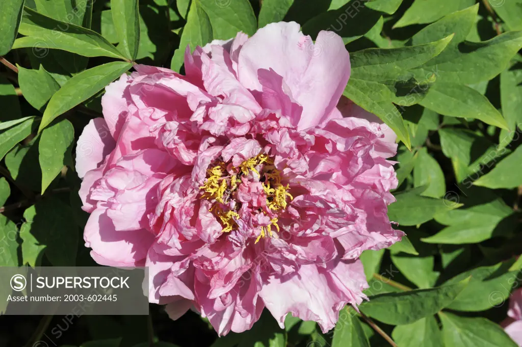 Close up of Tree Peony (Paeonia suffruticosa) 'Rouge Red'