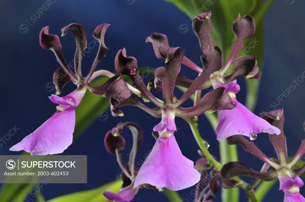 Close up of Orchid (Encyclia atropupureum) 'Talisman Cove'