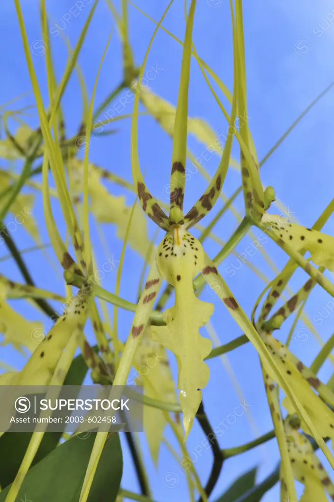 Close up of Spider Orchid, Brassia Memoria Fritz Boedeker 'Talisman Cove'