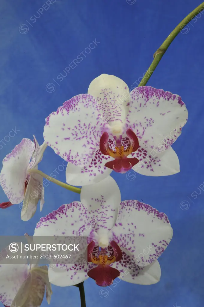 Close up of Phalaenopsis hybrid on blue background