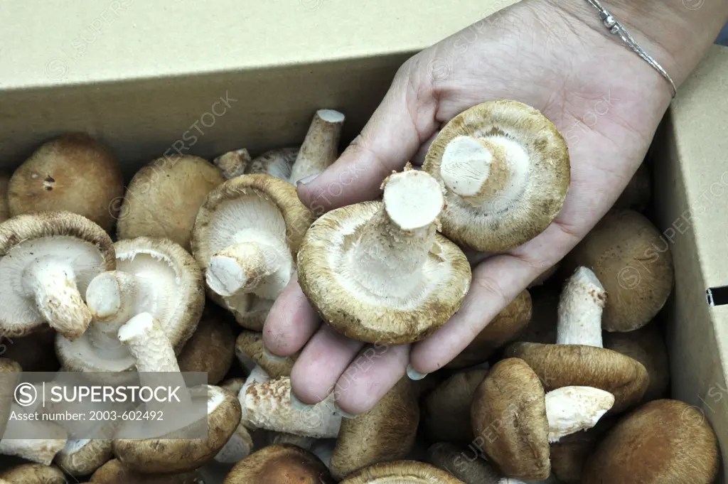 Malaysia, Jerai, Gunung Jerai Forest Reserve, Close up of hand holding Shiitake mushrooms