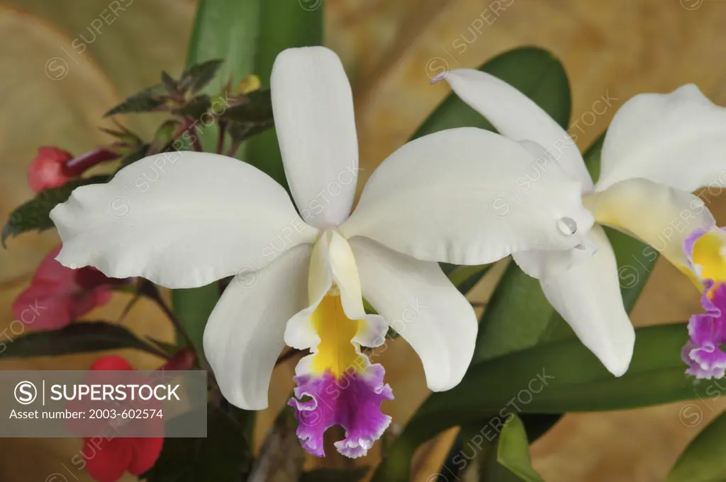 Close-up of Cattleya orchid flowers