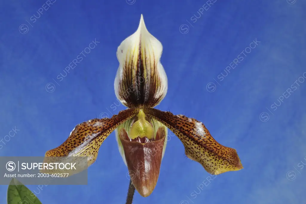 Close-up of Lady's Slipper orchid flower