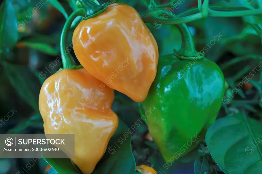 Habanero hot pepper (Capsicum chinense)
