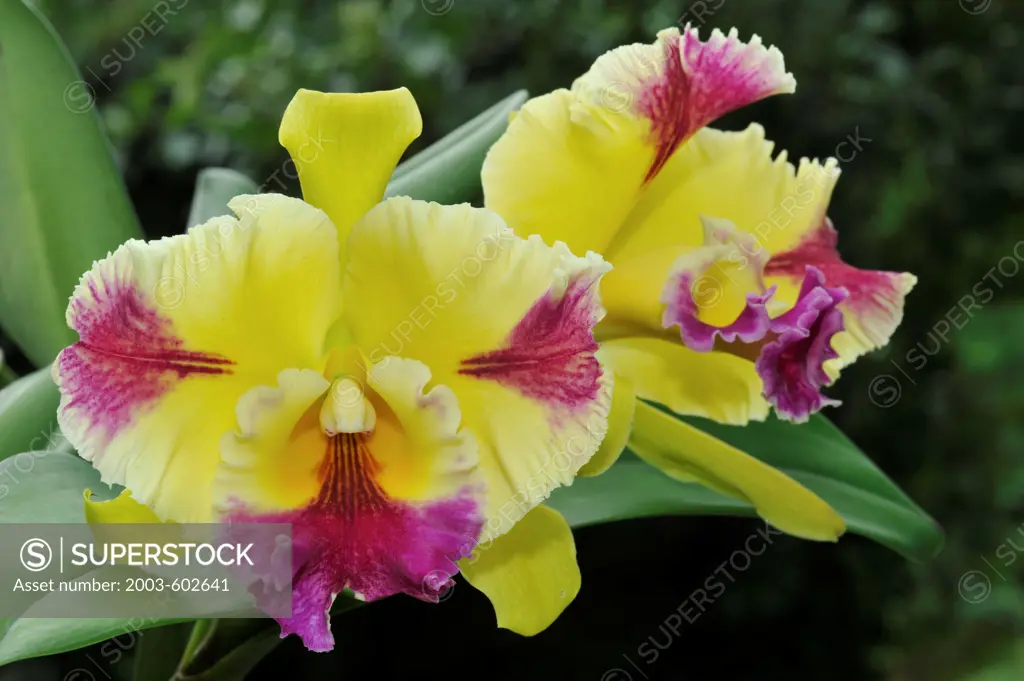 Hwa Yuan Grace 'Elvis' (C.Moscombe x Blc.Mem.Helen Brown) orchid