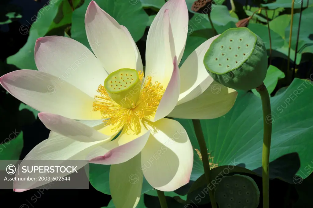 Sacred Lotus (Nelumbo nucifera)