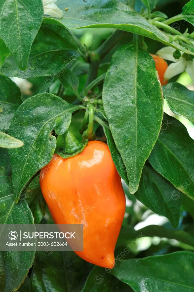 Habanero chili pepper (Capsicum chinense) on a bushy plant