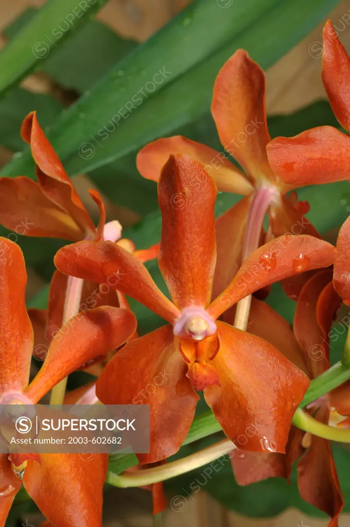 Kagawara Yuthayong Beauty 'TOF' (Rtnda. Lyn Andrade x Ascda. Meda Arnold) orchid flowers