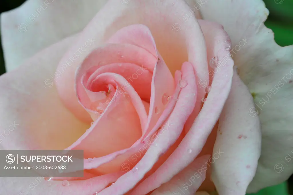 Close-up of Rose 'Pink Promise'