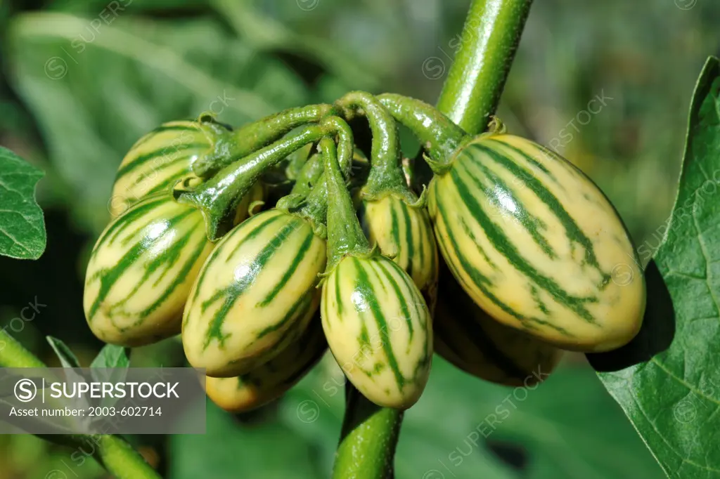 Eggplant 'Striped Toga', hybrid with small fruit (Solanum melongena)