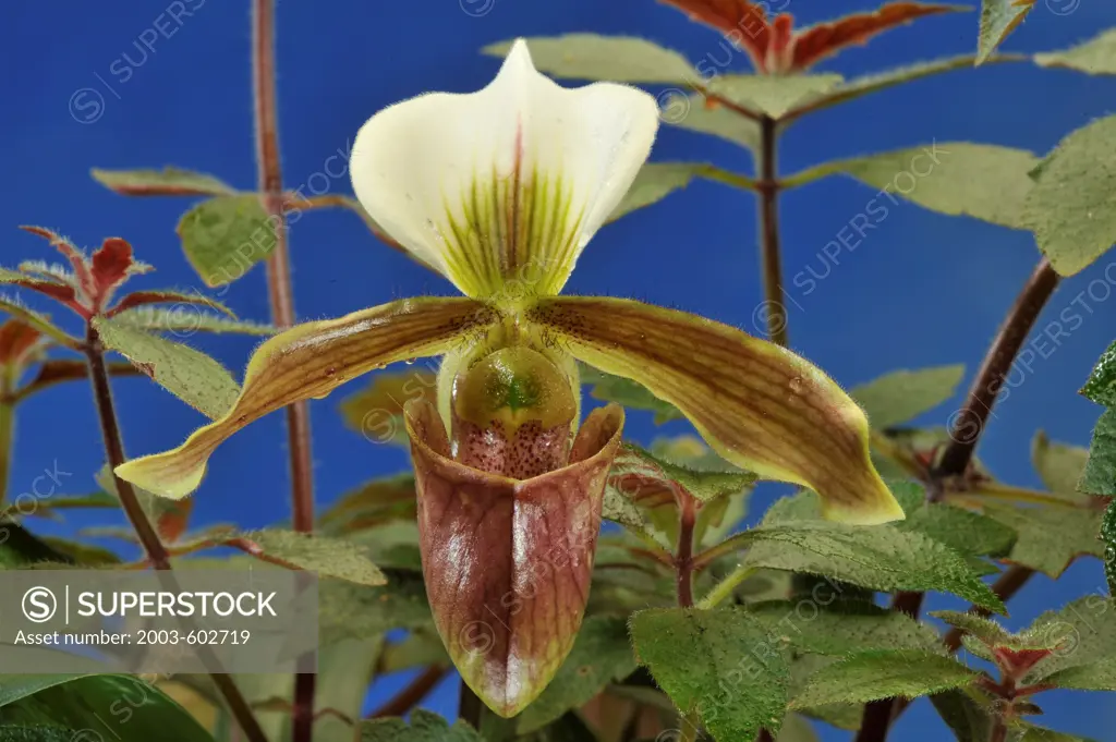 Orchid: Tropical 'Lady Slipper' Paphiopedilum Barbi Girl 'Talisman Cove' (barbigerum var. topperianum x purpuratum 'Haus')