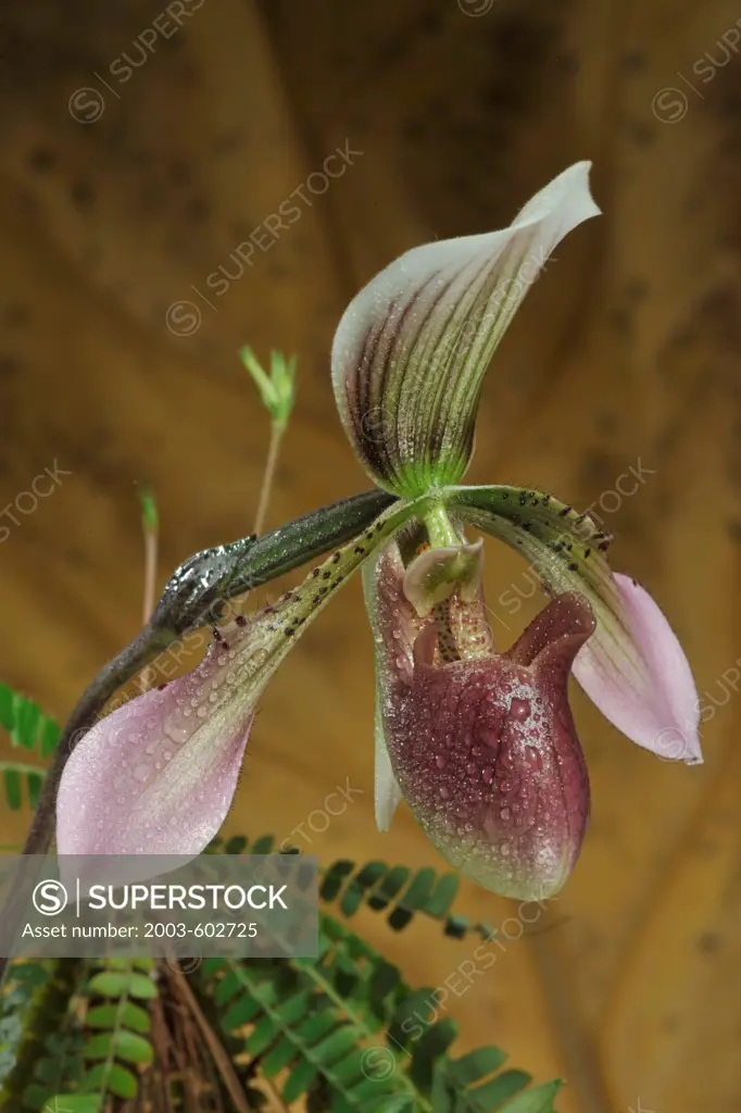 Orchid: Tropical 'Lady Slipper' Paphiopedilum Maud Woltage 'Talisman Cove' (wolterianum x Maudiae)
