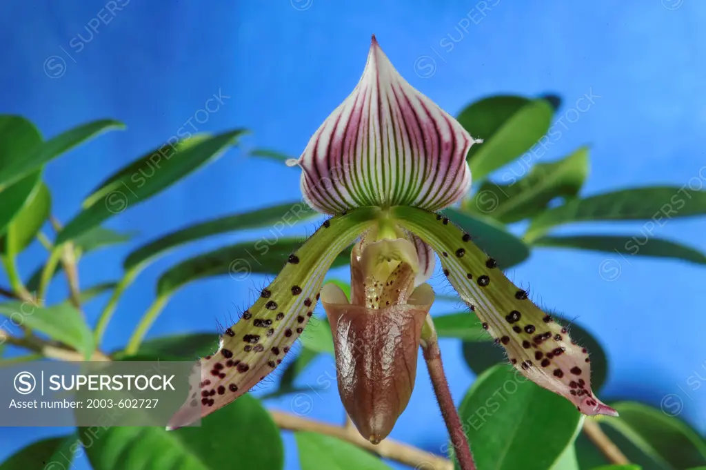 Orchid: Tropical 'Lady Slipper' Paphiopedilum Somer's Isles 'Talisman Cove' (Makuli '1-88' X Maudiae 'Los Osos')