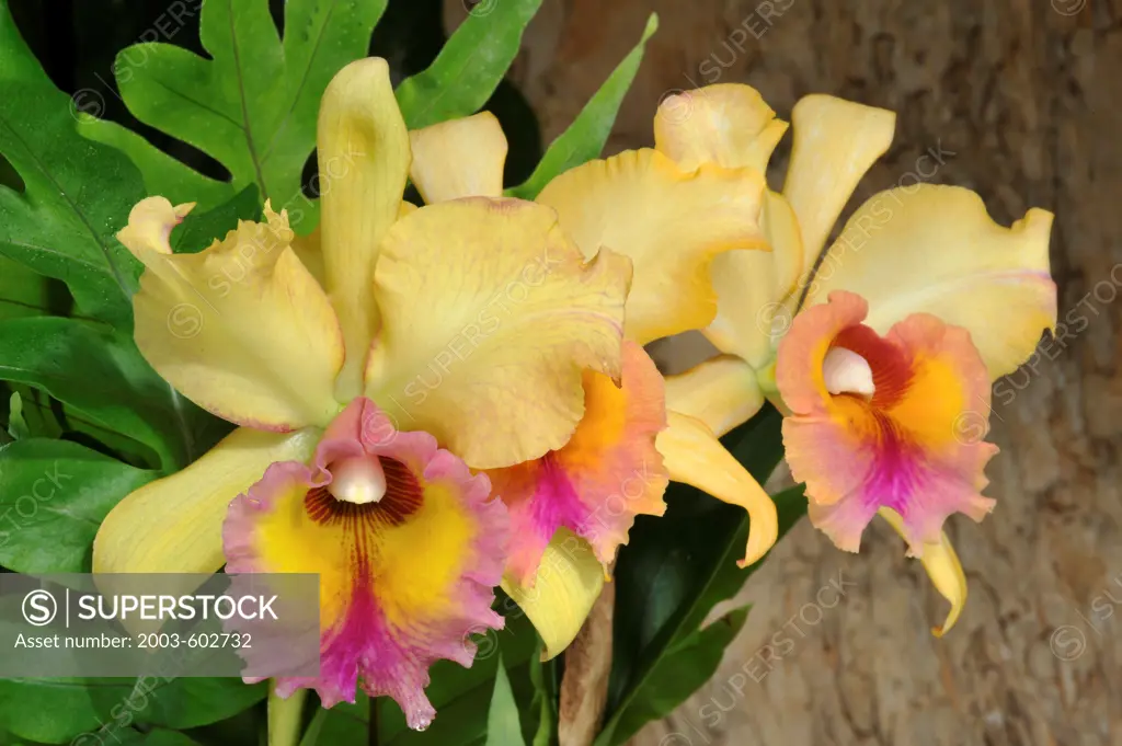 Orchid: Potinara Fortune's Peak 'Talisman Cove' (Blc.Fortune 'Cascades' X Pot.Tapestry Peak 'Golden Anniversary' AM/AOS)