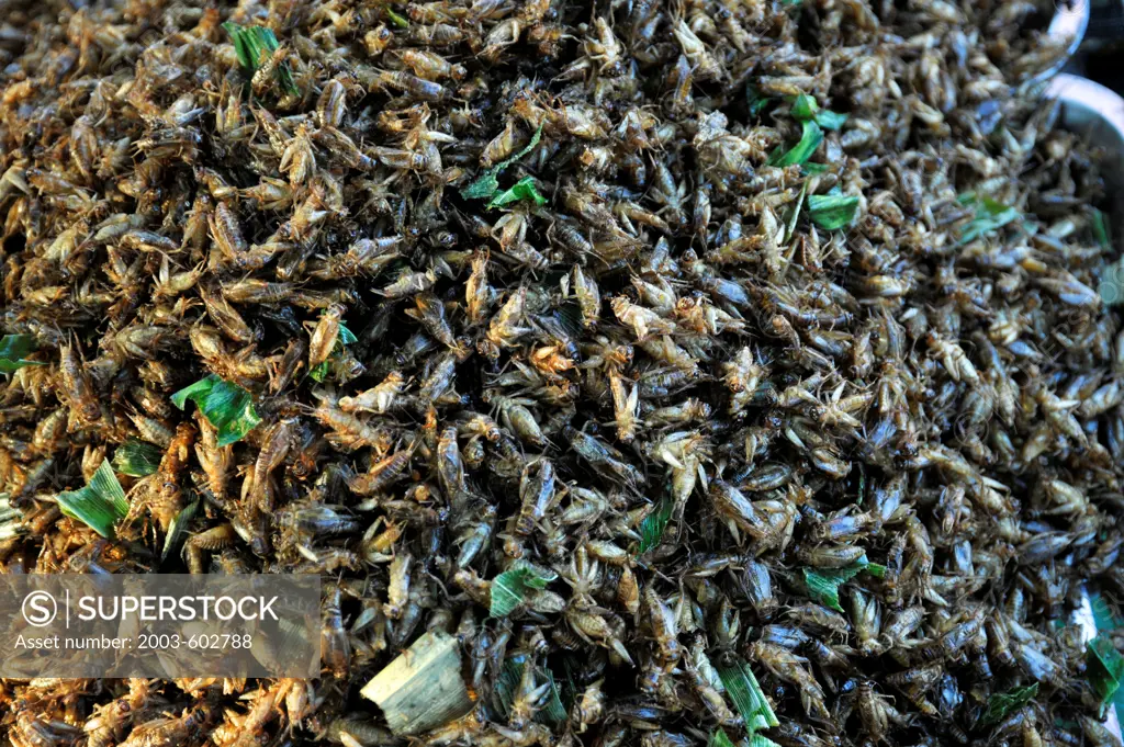 Thailand, Khon kaen, Fried field Crickets snack garnished with scallion leaves and salt