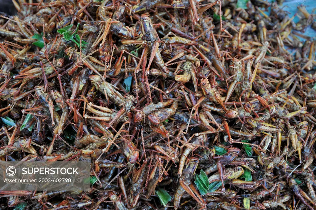 Thailand, Khon kaen, Fried Grasshoppers (locusts) are popular snack in Isan area