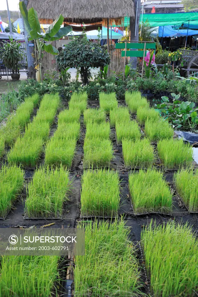 Thailand, Khon kaen, Rice Seedlings at Khon Kaen Silk Festival, yearly event visited by farmers from many rural areas