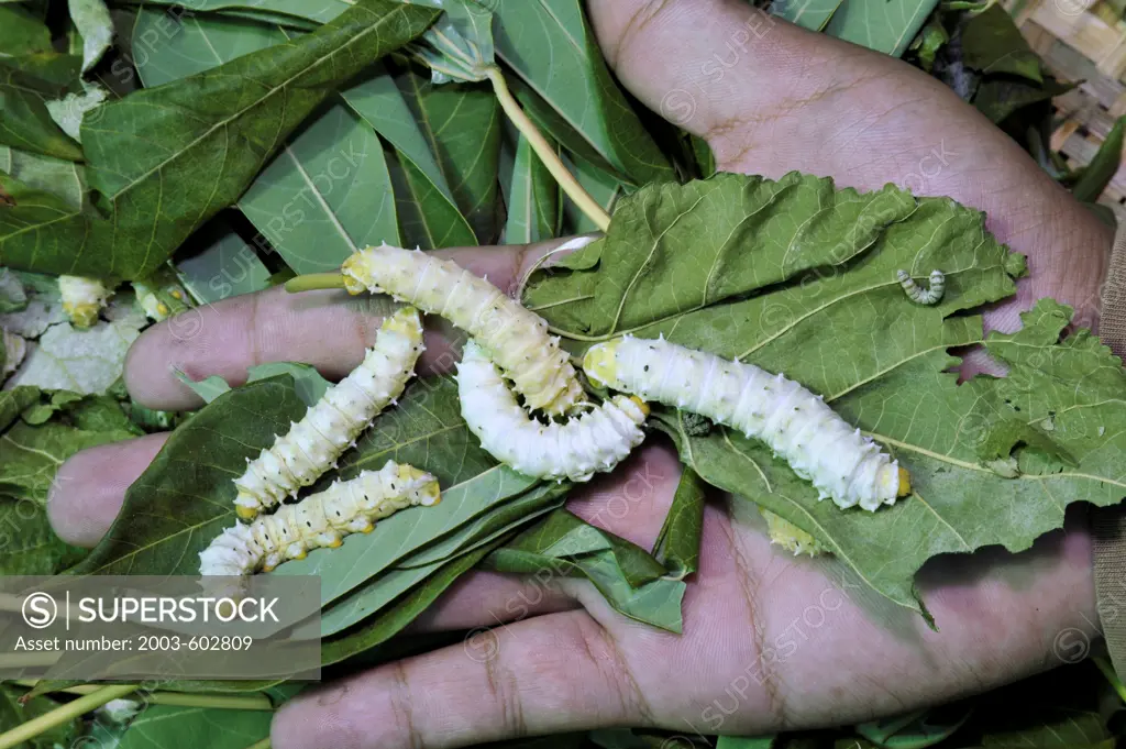Thailand, Khon kaen, Silk Moth (Indian strain) caterpillars eating leaves of Mon Saparon