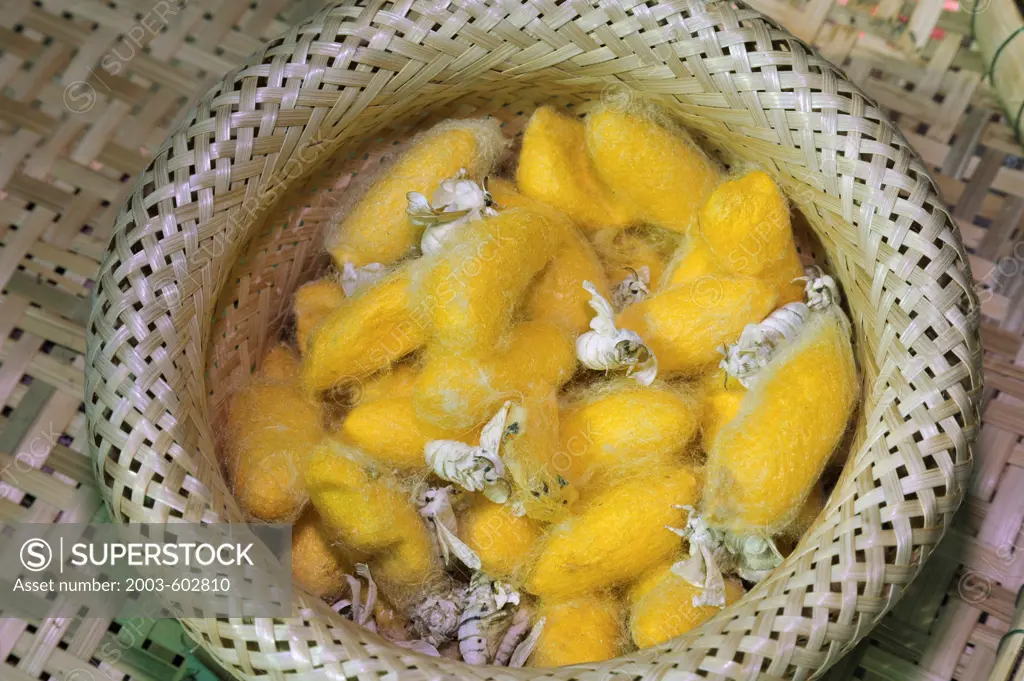 Thailand, Khon kaen, Silk moths emerging from cocoons in silk producing region