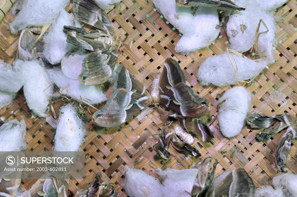 Thailand, Khon kaen, Silk Moth (Indian strain) on white silk cocoons