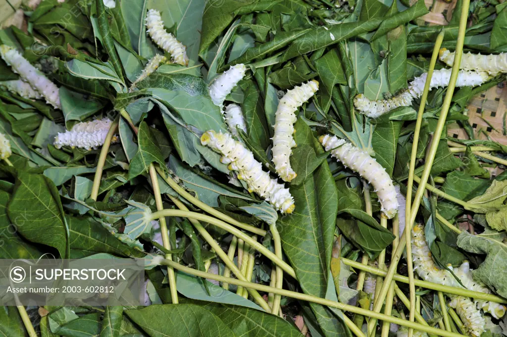 Thailand, Khon kaen, Silk Moth (Indian strain) caterpillars eating leaves of Mon Saparon