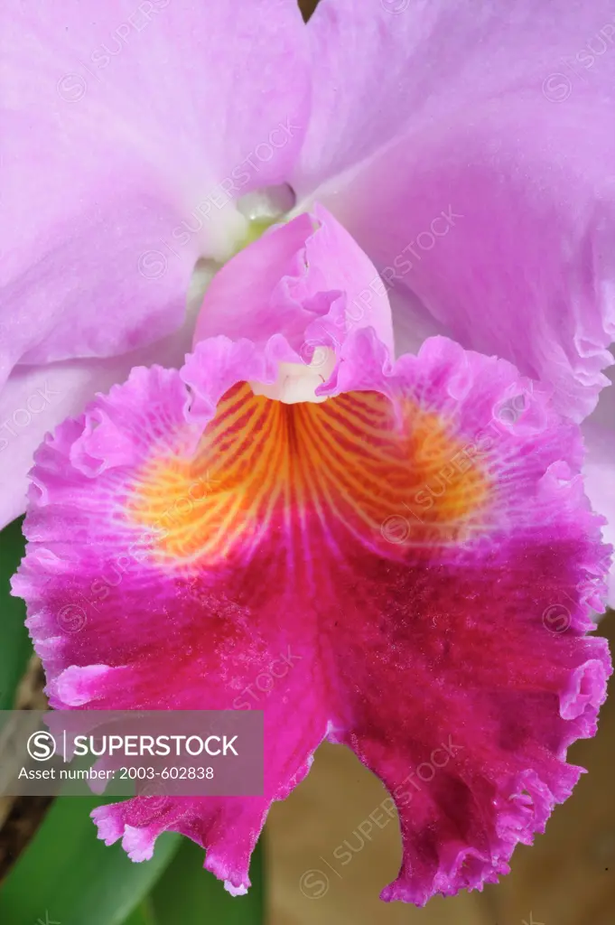 Close-up of an orchid flower
