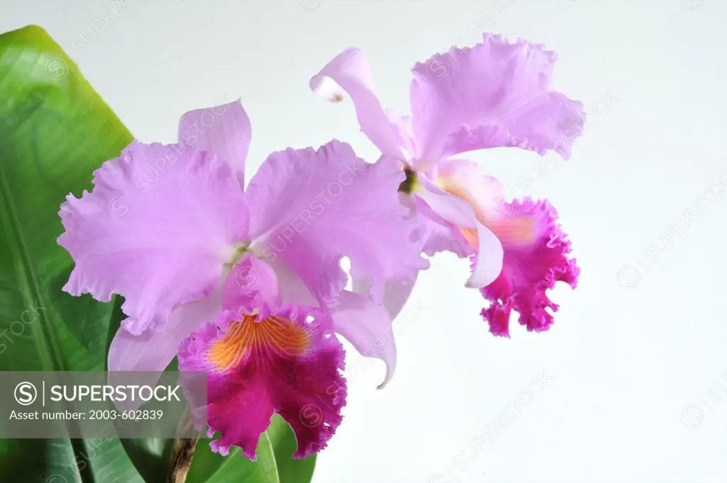 Close-up of Orchid flowers